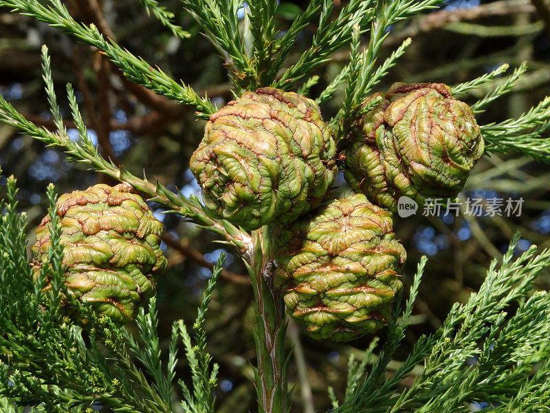 红杉(sequoia-sempervirens)种子球果/鳞片叶图像